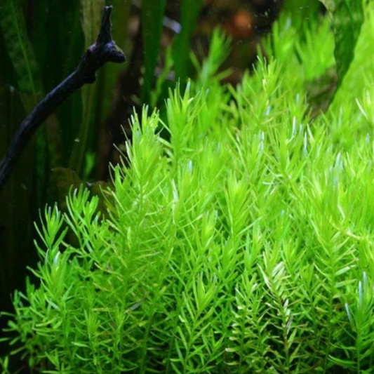 Rotala Green (Bunch)