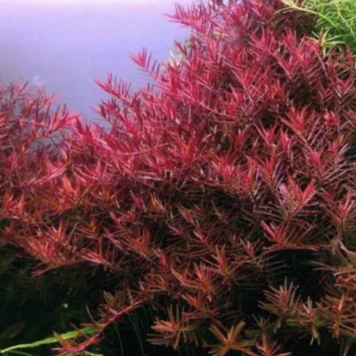 Rotala Blood Red (Bunch)