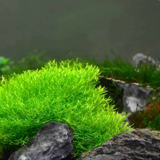 Riccia Fluitans - Tissue Culture (Riccia fluitans)
