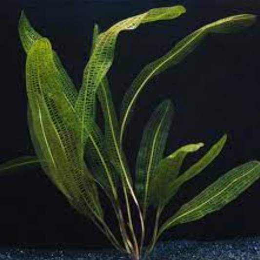 Narrow Leaf Lace Plant (Aponogeton Henkelianus)