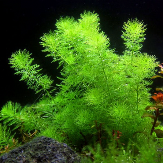 Myriophyllum Guyana (Bunch)