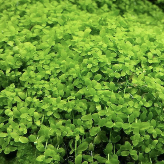 Monte Carlo - Tissue Culture (Micranthemum umbrosum)
