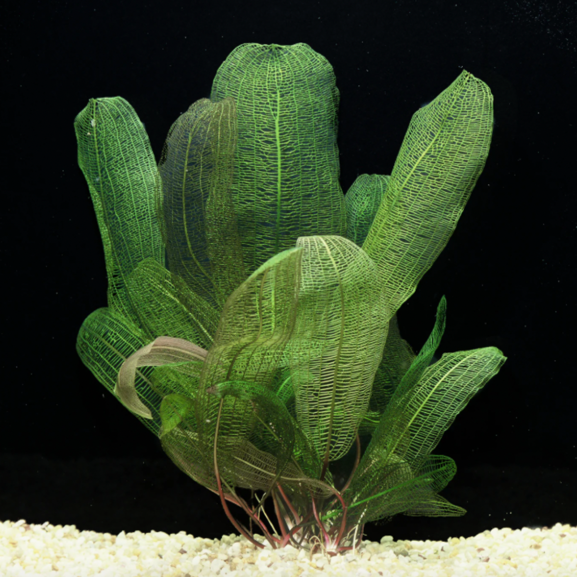 Madagascar Lace Plant (Aponogeton madagascariensis)