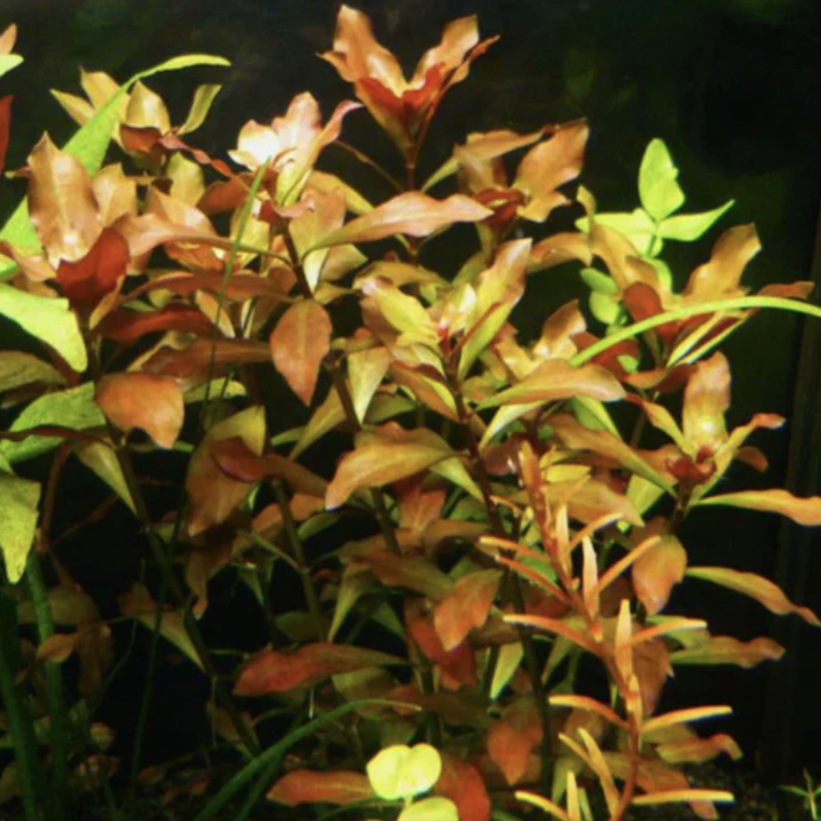 Ludwigia repens ‘Rubin’ (Bunch)