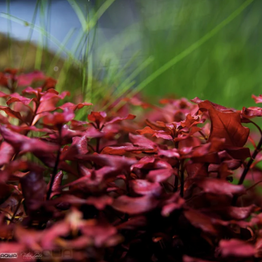 Ludwigia palustris 'super red mini' (Bunch)