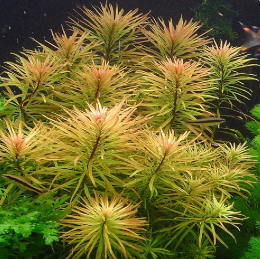 Ludwigia Pantanal 'verticillata'