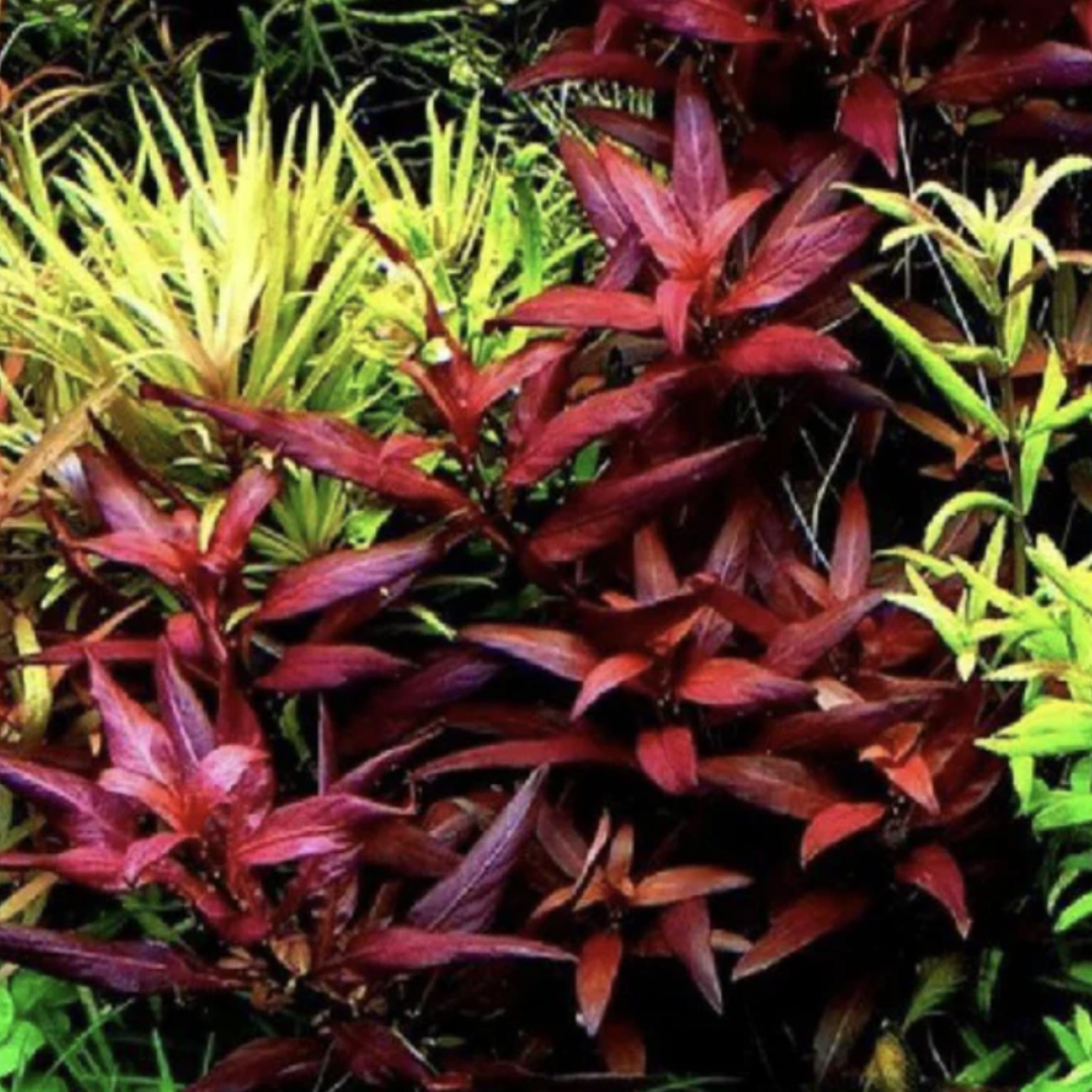 Ludwigia Glandulosa