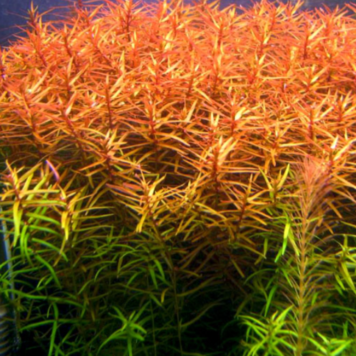 Ludwigia Brevipes (Bunch)