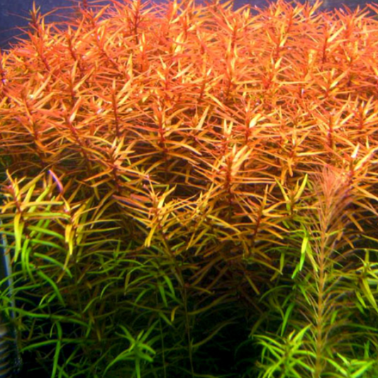 Ludwigia Brevipes (Bunch)