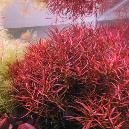 Ludwigia Acuata (Bunch)