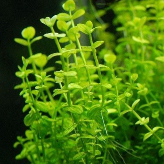 Lindernia Rotundifolia (Bunch)