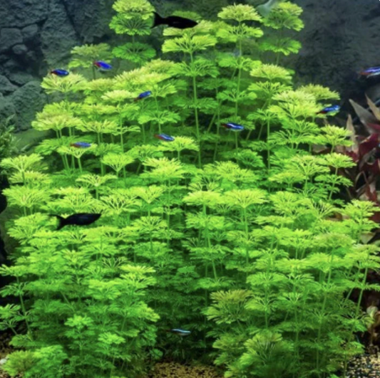 Limnophila Sessiliflora (Ambulia) (Bunch)