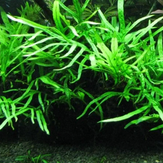 Java Fern - Trident (Microsorum pteropus)