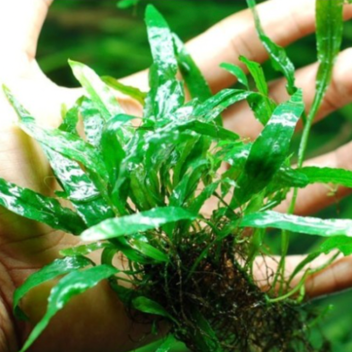 Java Fern - Mini  (Microsorum pteropus)