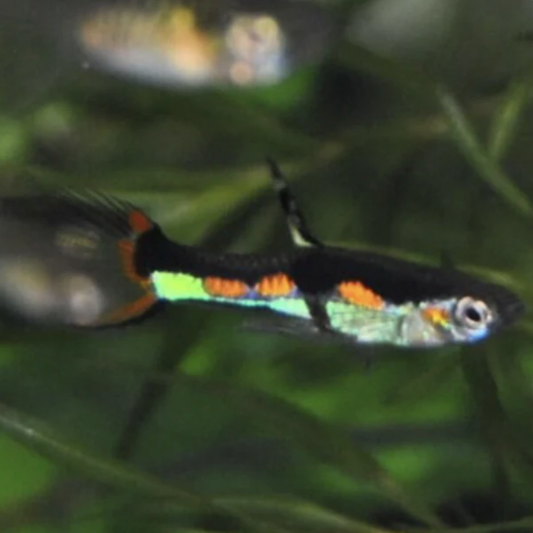 Endler Guppy - Orchid (Poecilia wingei)
