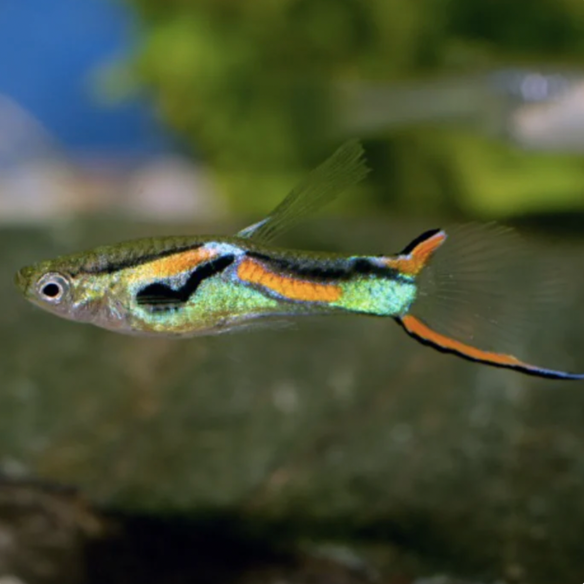 Endler Guppy - Red line (Poecilia wingei)