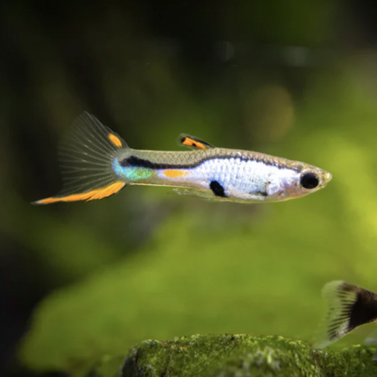 Endler Guppy - Silverado (Poecilia wingei)