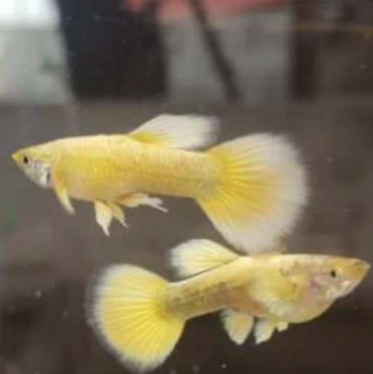 Guppy - 24K Gold (Poecilia reticulata)