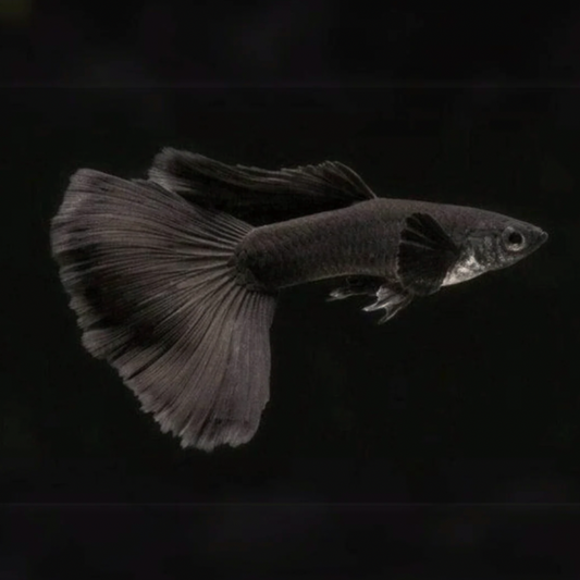 Guppy - Black Moscow (Poecilia reticulata)