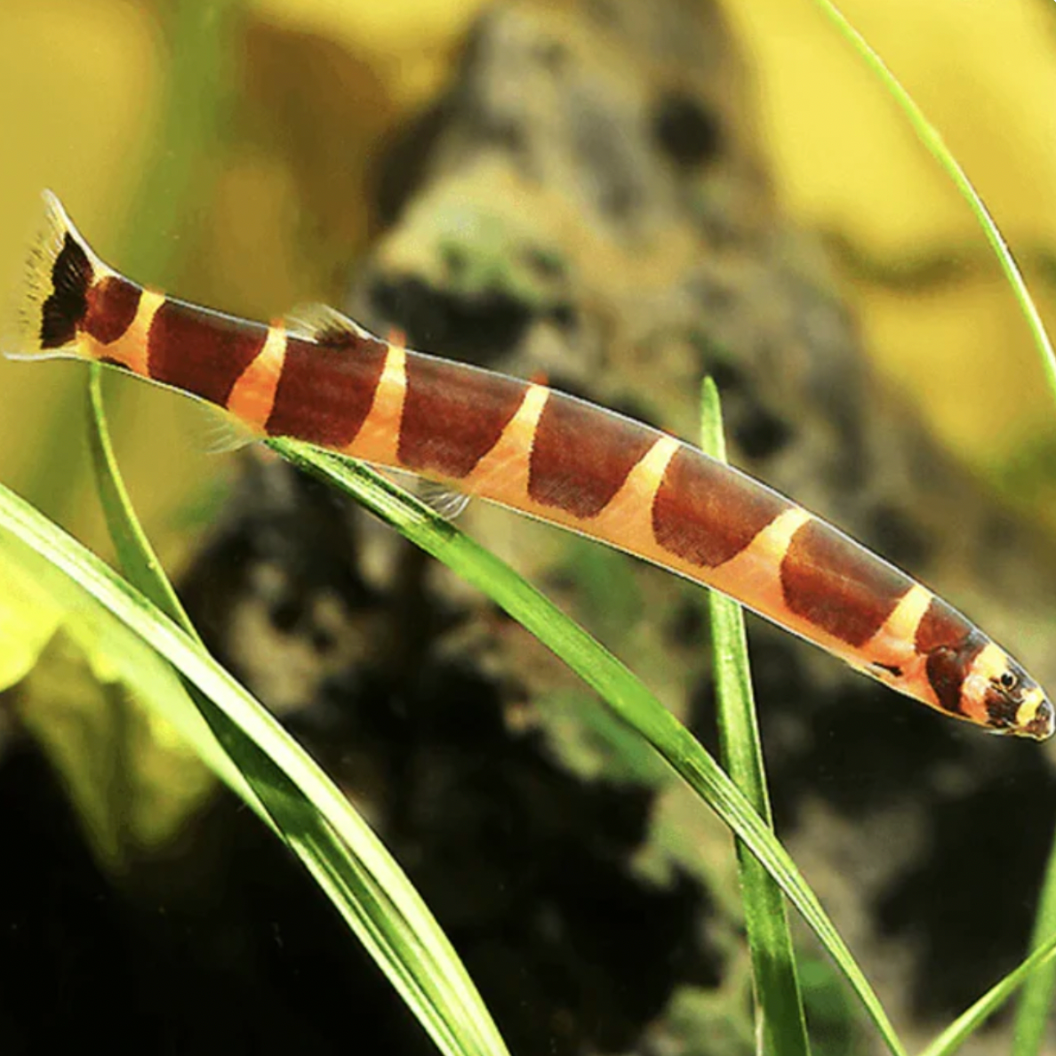Loach - Striped Kuhli (Pangio kuhlii)