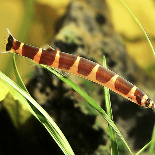 Loach - Striped Kuhli (Pangio kuhlii)