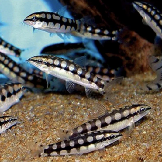 Loach - Dwarf Chain (Ambastaia sidthimunki)