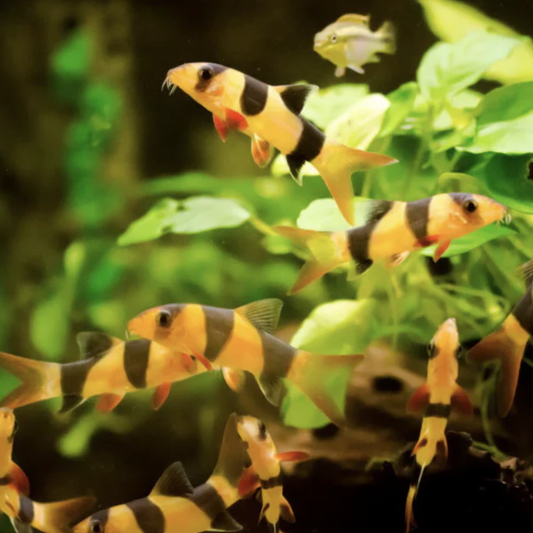 Loach - Clown (Chromobotia macracanthus)