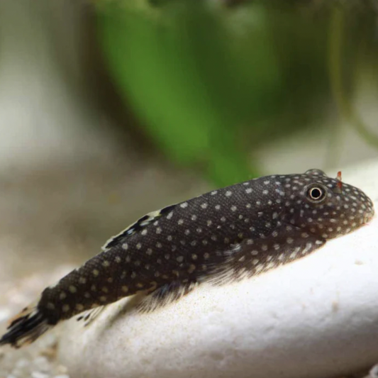 Loach - Borneo (Gastromyzon punctulatus)