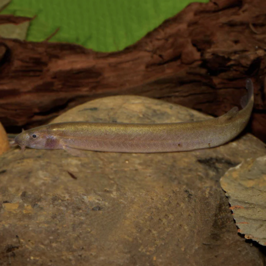 Loach - Black Kuhli (Pangio oblonga)