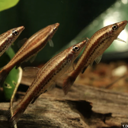 Pencilfish - Rocket Tail (Nannostomus eques)