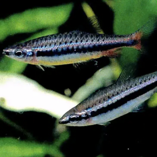 Pencilfish - Shining (Nannostomus nitidus)
