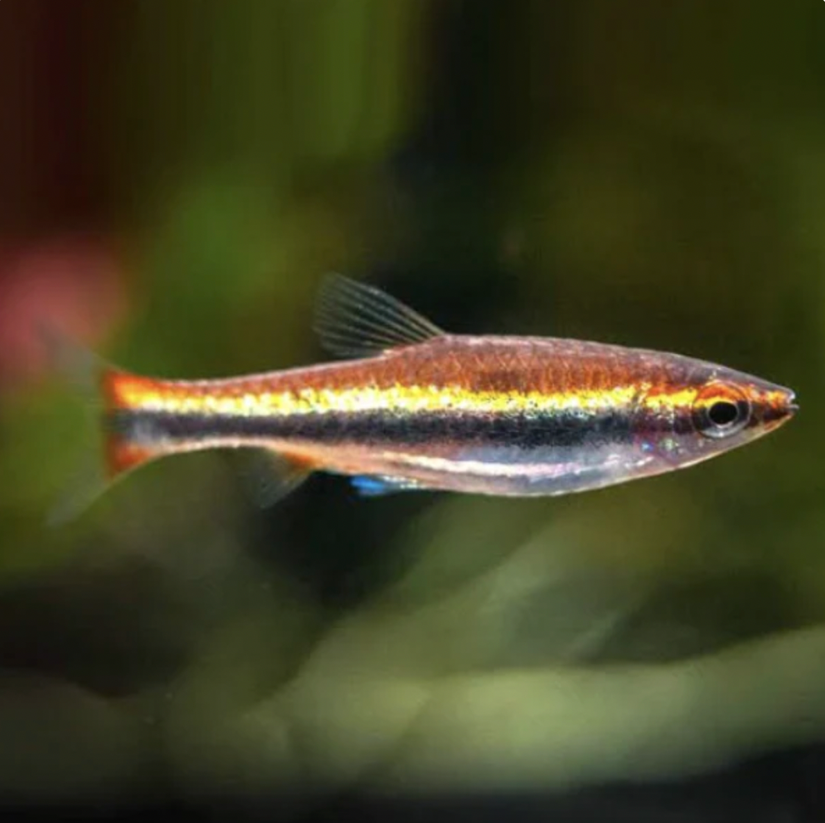 Pencilfish - Golden Pencilfish, Red Form (Nannostomus Beckfordi)