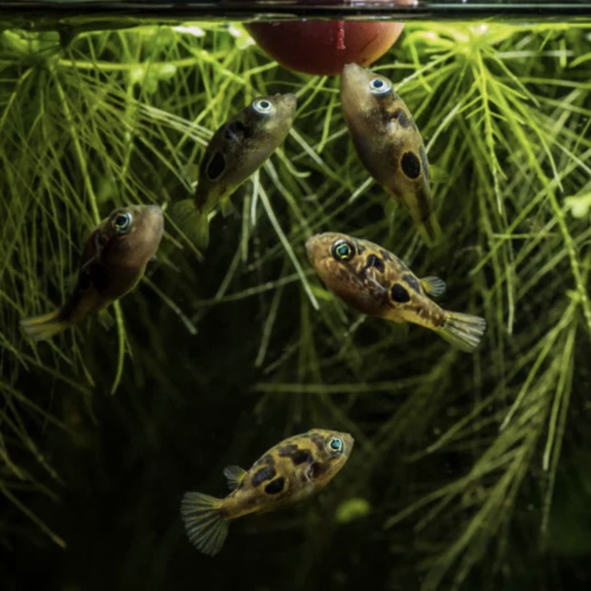 Puffer - Dwarf Pea (Carinotetraodon travancoricus)