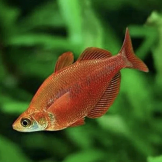 Rainbowfish - Red (Glossolepis incises)