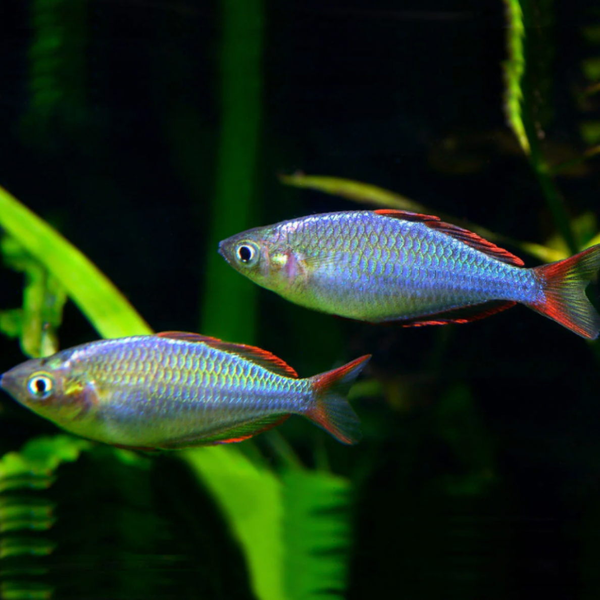 Rainbowfish - Praecox (Melanotaenia praecox)