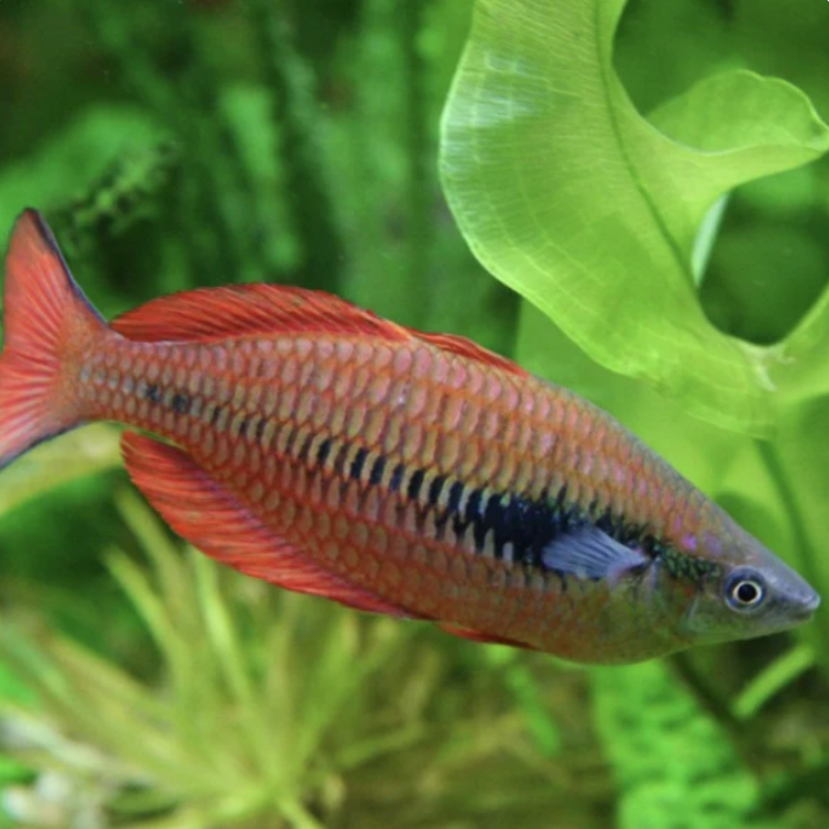 Rainbowfish - Parva (Melanotaenia parva)