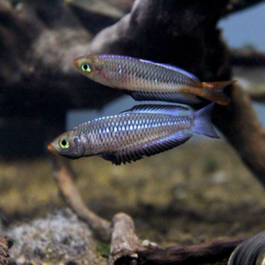 Rainbowfish - Ornate (Rhadinocentrus ornatus)