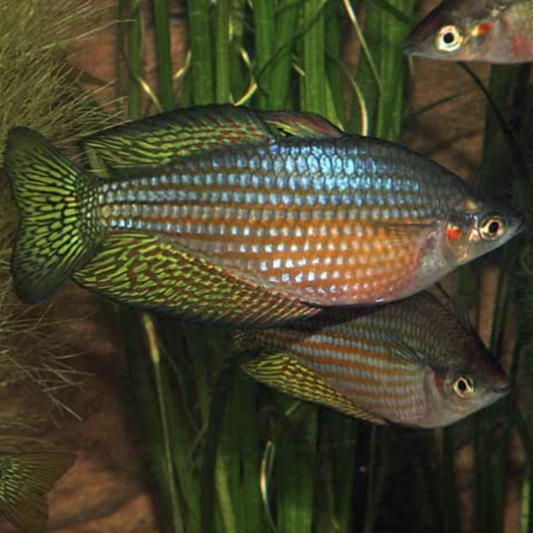 Rainbowfish - Mary River (Melanotaenia splendida inornata)