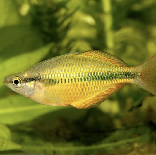 Rainbowfish - Lake Tebra (Melanotaenia herbertaxelrodi)