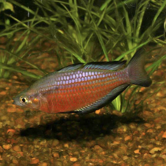 Rainbowfish - Katherine River (Melanotaenia australis)