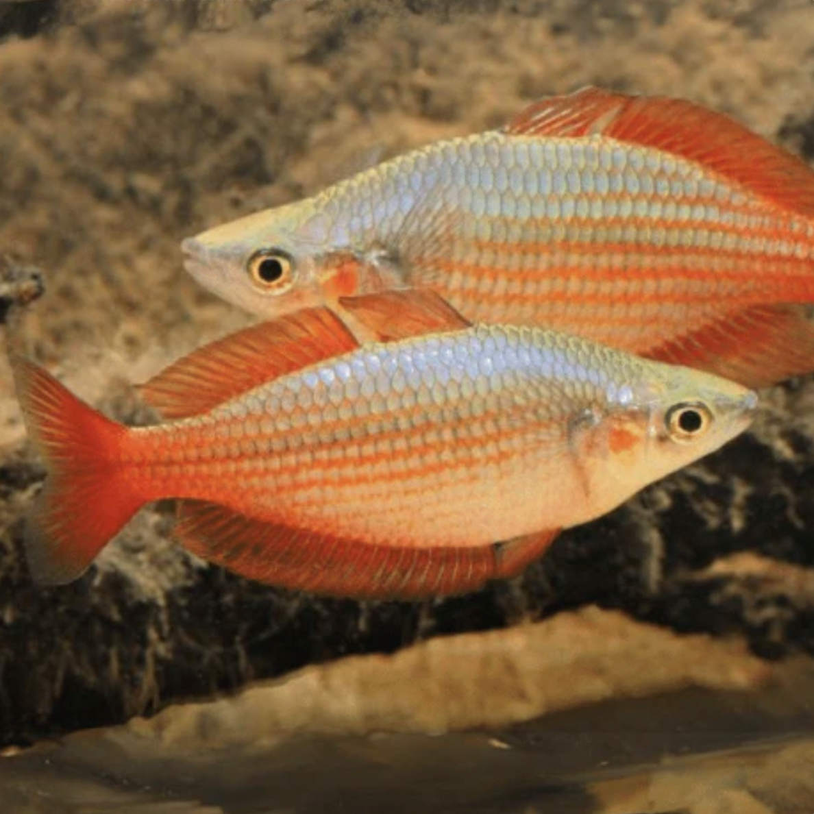 Rainbowfish - Deepwater Creek (Melanotaenia splendida splendida)