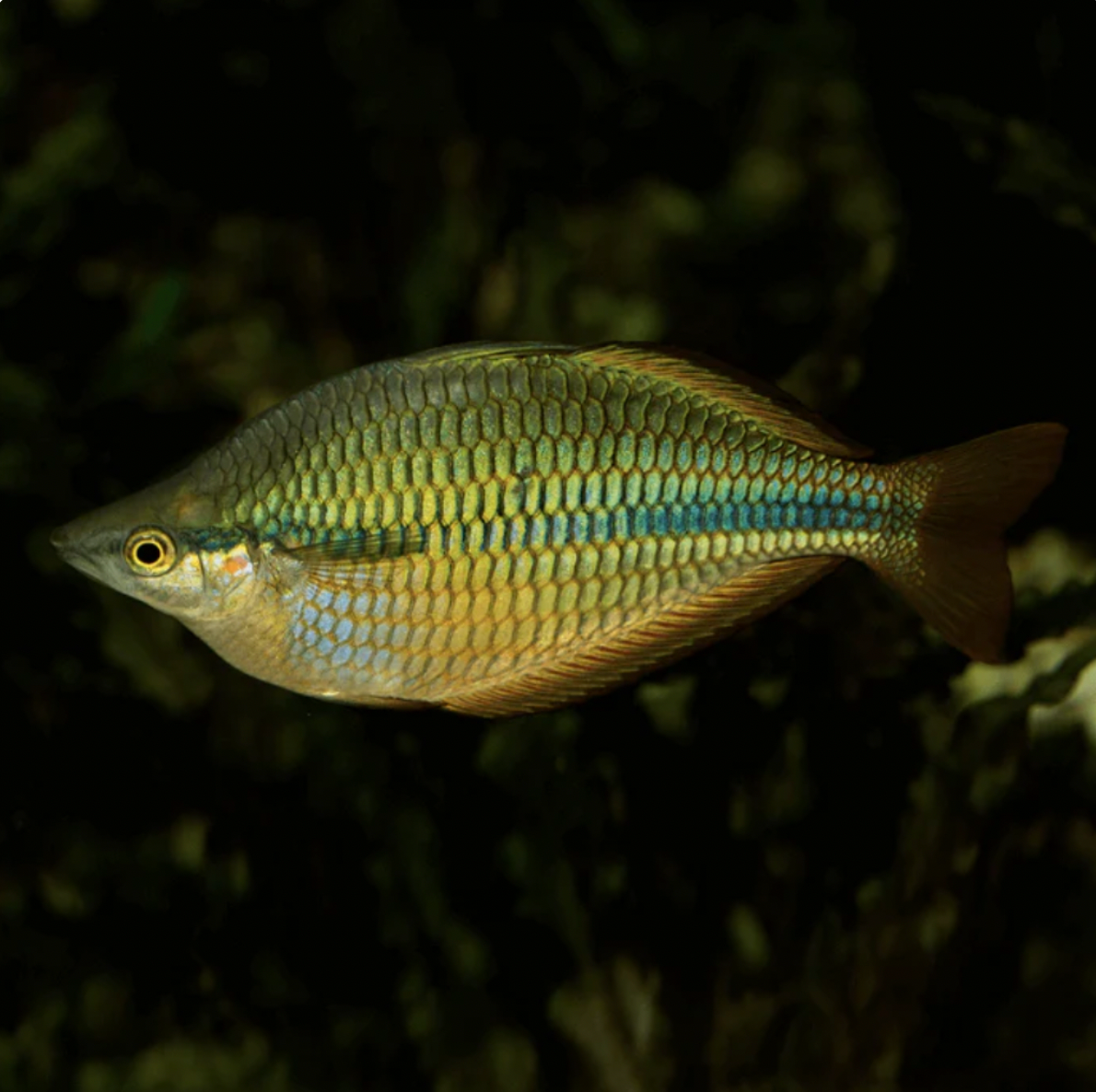 Rainbowfish - Coen River (Melanotaenia Trifasciata)