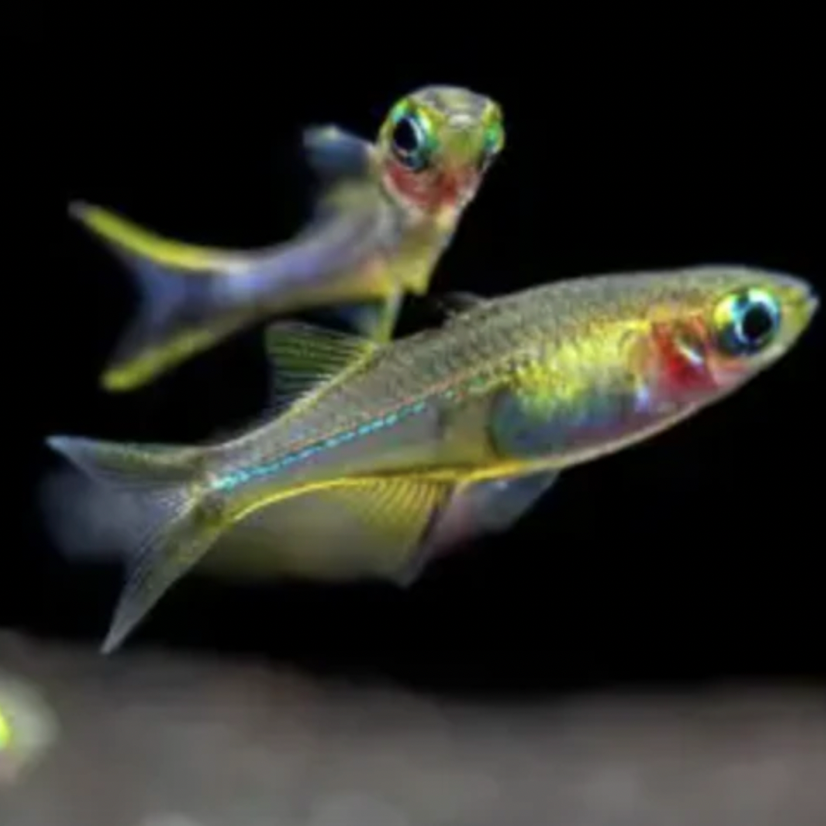 Rainbowfish - Celebes (Marosatherina ladigesi)