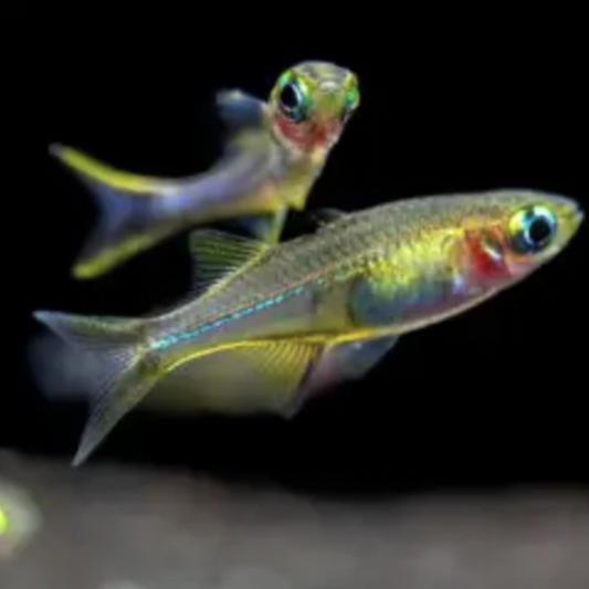 Rainbowfish - Celebes (Marosatherina ladigesi)
