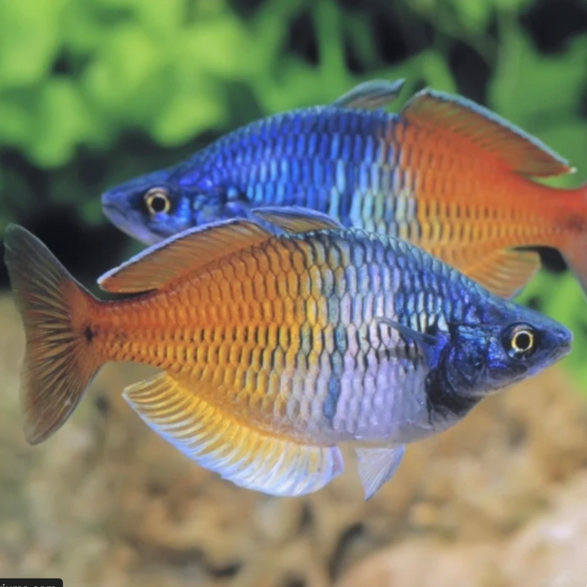 Rainbowfish - Boesmani (Melanotaenia boesemani)