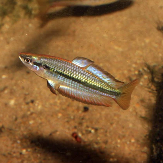 Rainbowfish - Black Banded (Melanotaenia nigrans)