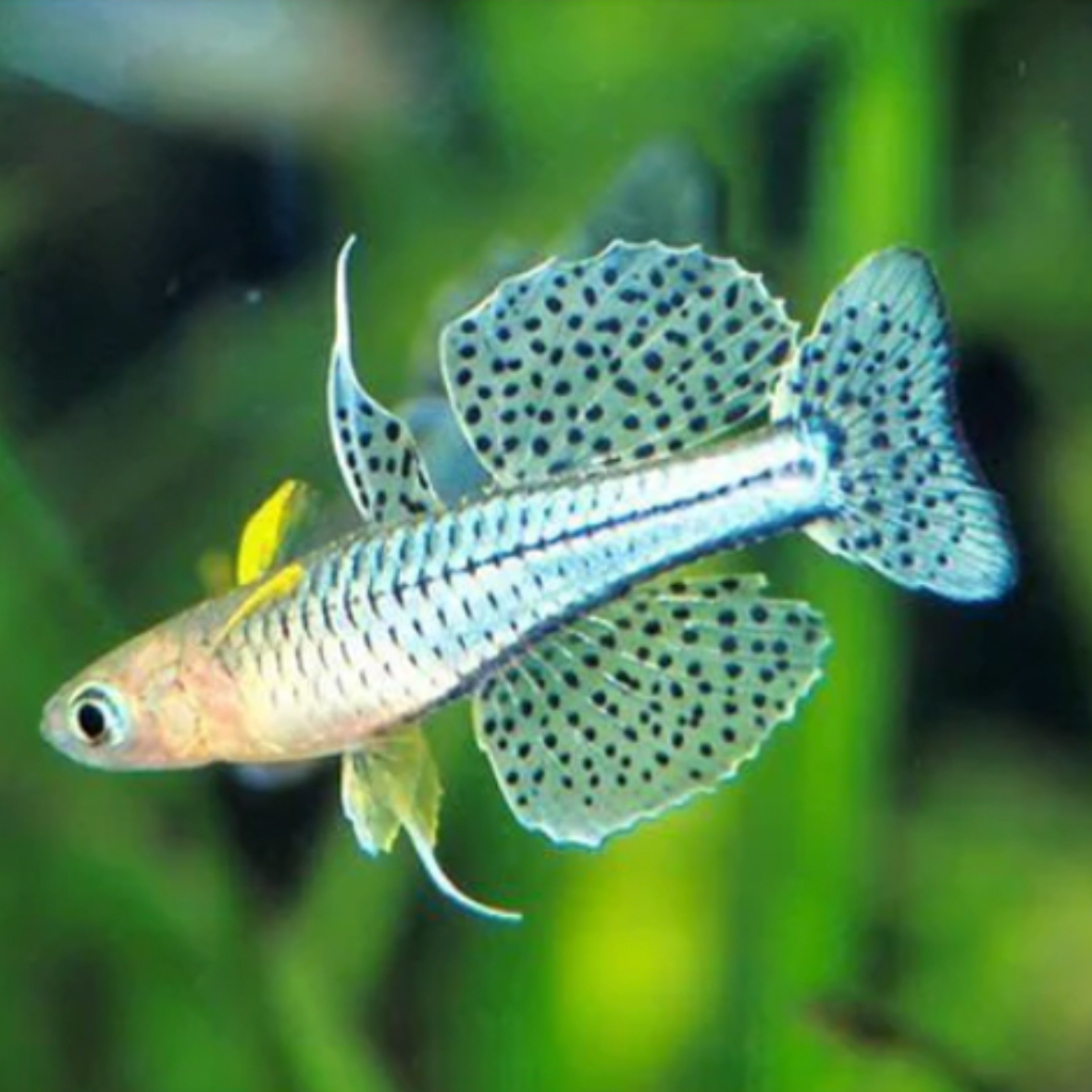 Blue Eye - Spotted (Pseudomugil gertrudae)