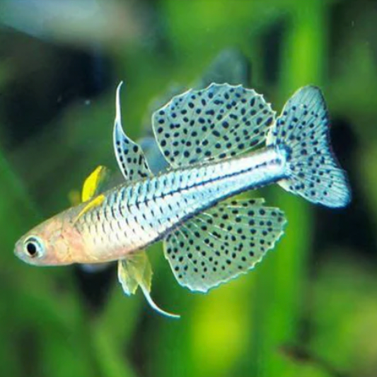 Blue Eye - Spotted (Pseudomugil gertrudae)