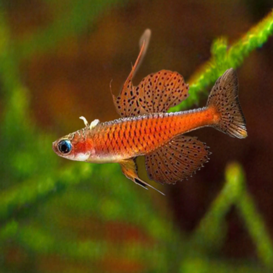 Blue Eye - Red Neon (Pseudomugil luminatus)