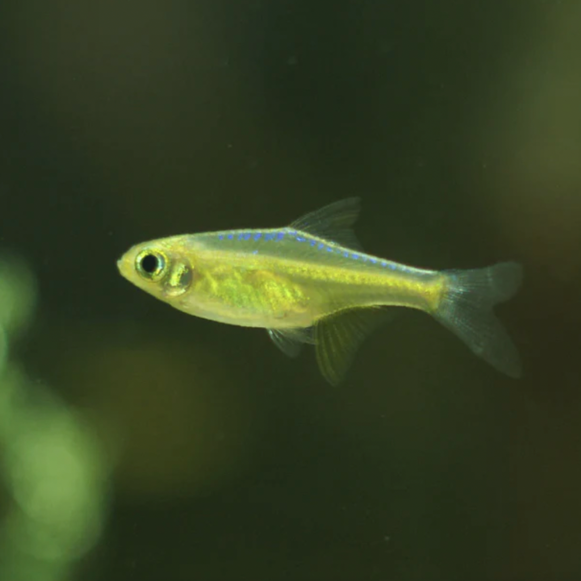 Rasbora - Neon Green (Microdevario kubotai)